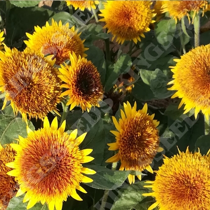 Picture of Helianthus (Sunflower) -  Firefox